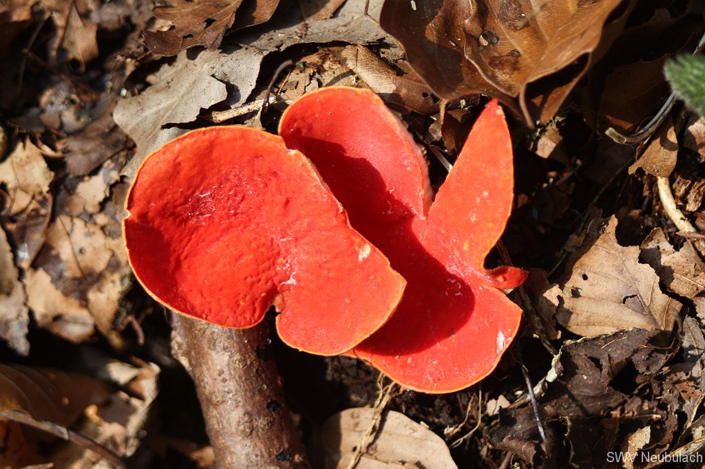 M�rzenbecher-Bild 06