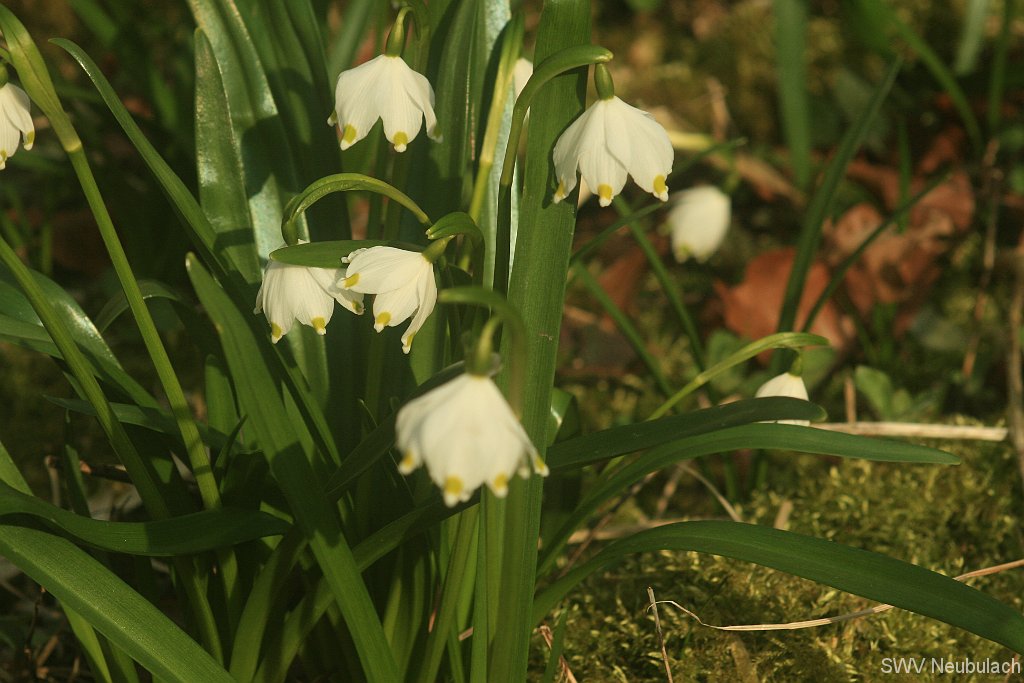 M�rzenbecher-Bild 16