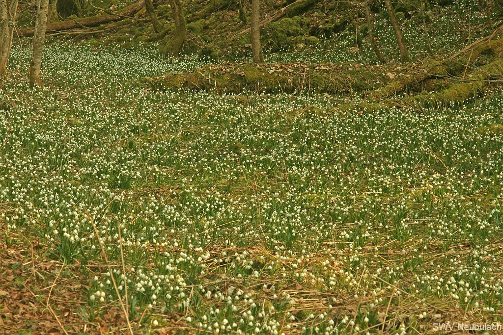 M�rzenbecher-Bild 19