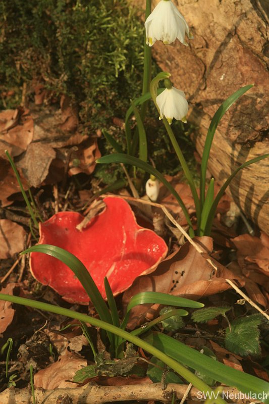 M�rzenbecher-Bild 20