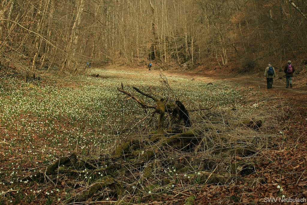 M�rzenbecher-Bild 21