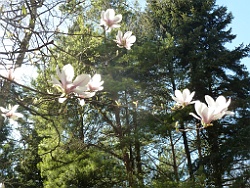 Grenzsaegmuehle Bild 06