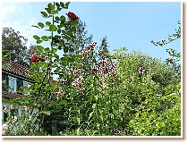 Kloster Hirsau Bild 14