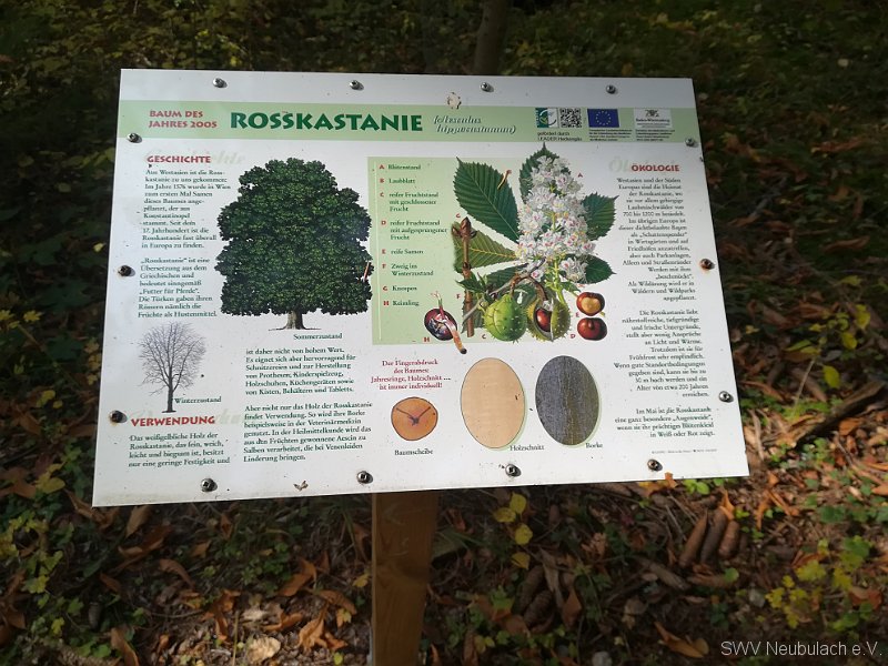 15 Beispiel Hinweistafel Baum des Jahres