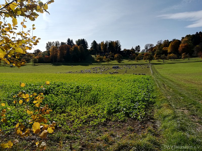 16 H�lsental mit Schafherde