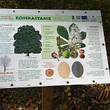 15 Beispiel Hinweistafel Baum des Jahres