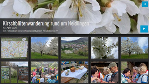 Kirschblüte im Neidlinger Tal im April 2025 Kirschblüte im Neidlinger Tal im April 2025